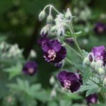 Geraniji ili pelargonije – uzgoj i briga tijekom zime