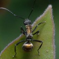 mravlji biznis Mrav, Foto: bareego/Flickr