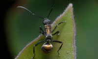 mravlji biznis Mrav, Foto: bareego/Flickr