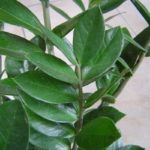 Zamioculcas, biljka iz Afrike