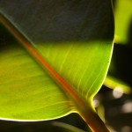 Kako uzgajati ficus