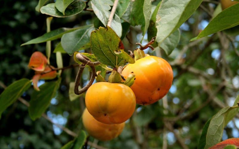 japanska jabuka kaki