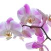 ljubičasta orhideja