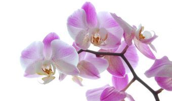 ljubičasta orhideja