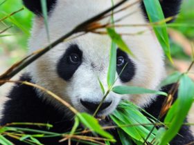 panda
