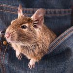 degu