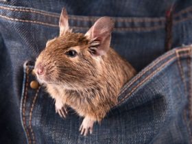 degu