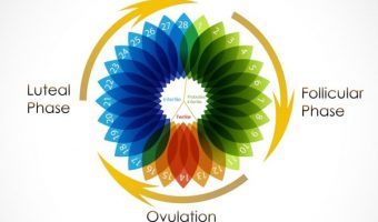 kalendar ovulacije