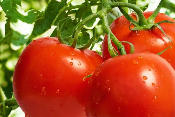 prirodno-uzgojen-paradajz