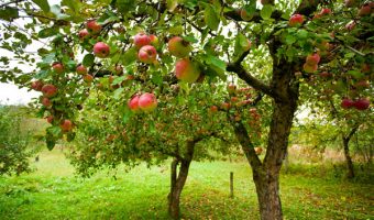 stablo-jabuke