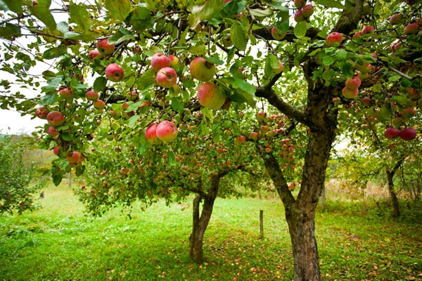 stablo-jabuke