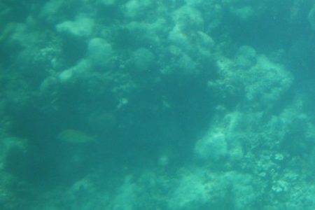 Čudesan život mora