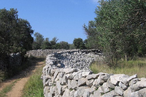 kameni zid na olibu