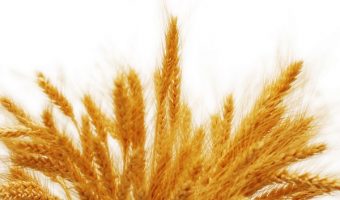 pšenica na slici