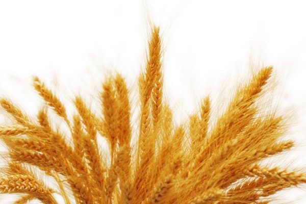 pšenica na slici