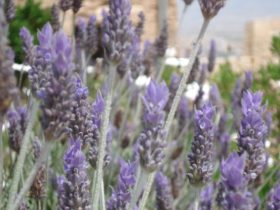 lavanda