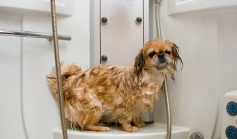 kupanje psa