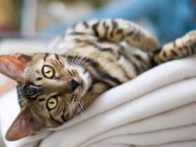 tigrasta mačka