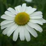 liječenje floriterapijom
