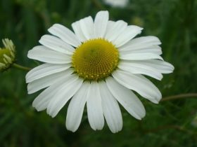 liječenje floriterapijom