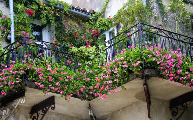 balkonsko cvijeće