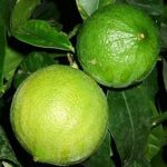 bergamot kao lijek