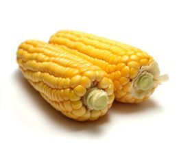 gmo hrana