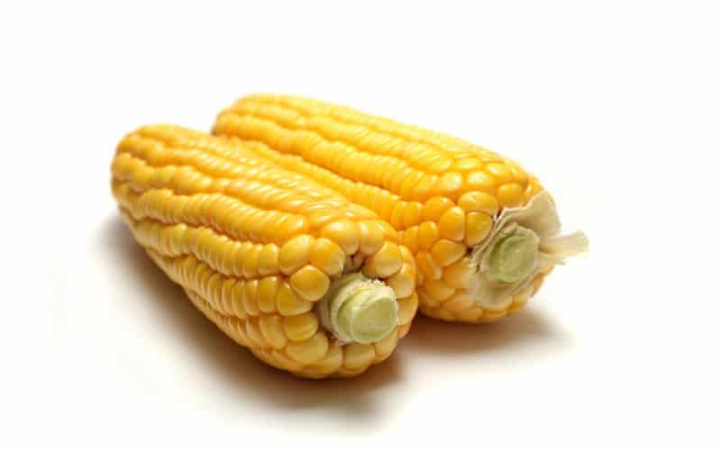 gmo hrana