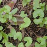 gotu kola