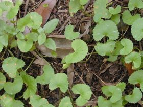 gotu kola