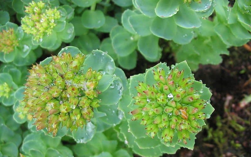 rhodiola rosea