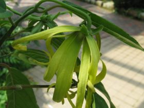 ulje ylang ylang