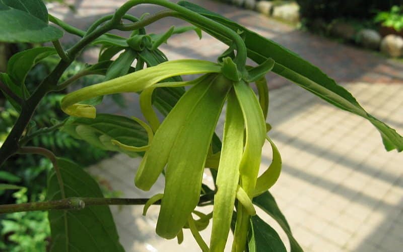 ulje ylang ylang