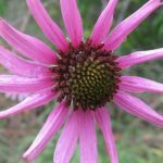 echinacea prirodni lijek