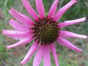 echinacea prirodni lijek