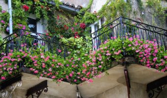 balkonsko-cvijece