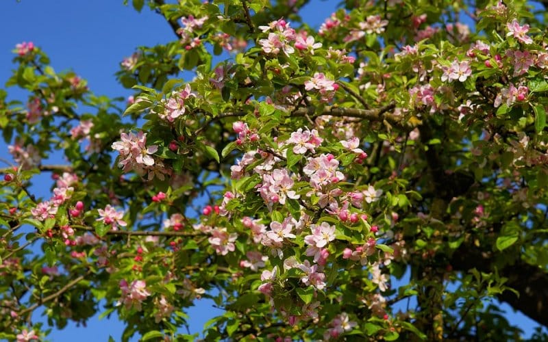 drvo jabuke-u-cvatnji