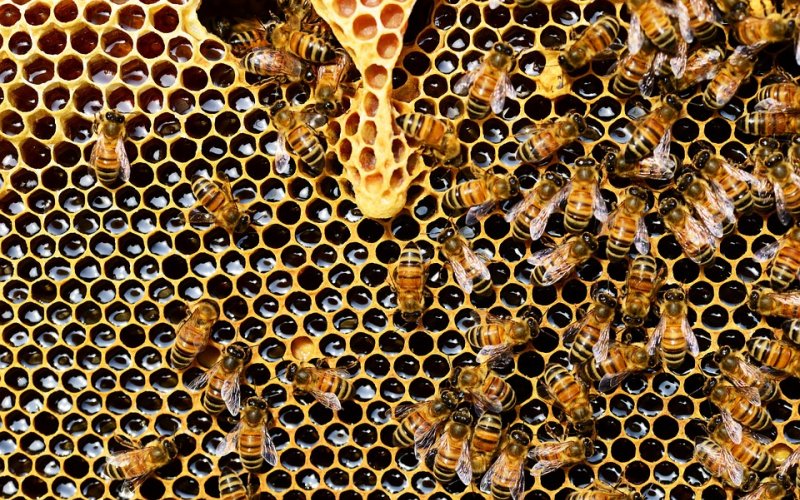 pčele u košnici