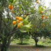 stablo naranče