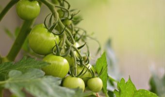 Kiseljenje zelenih rajčica