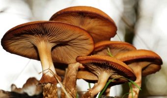 Gljive u šumi