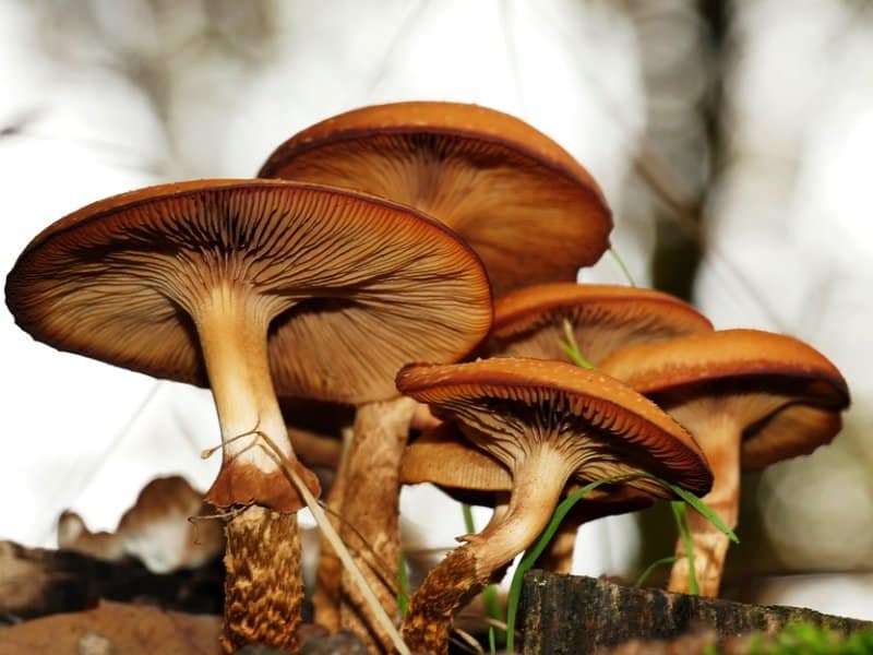 Gljive u šumi