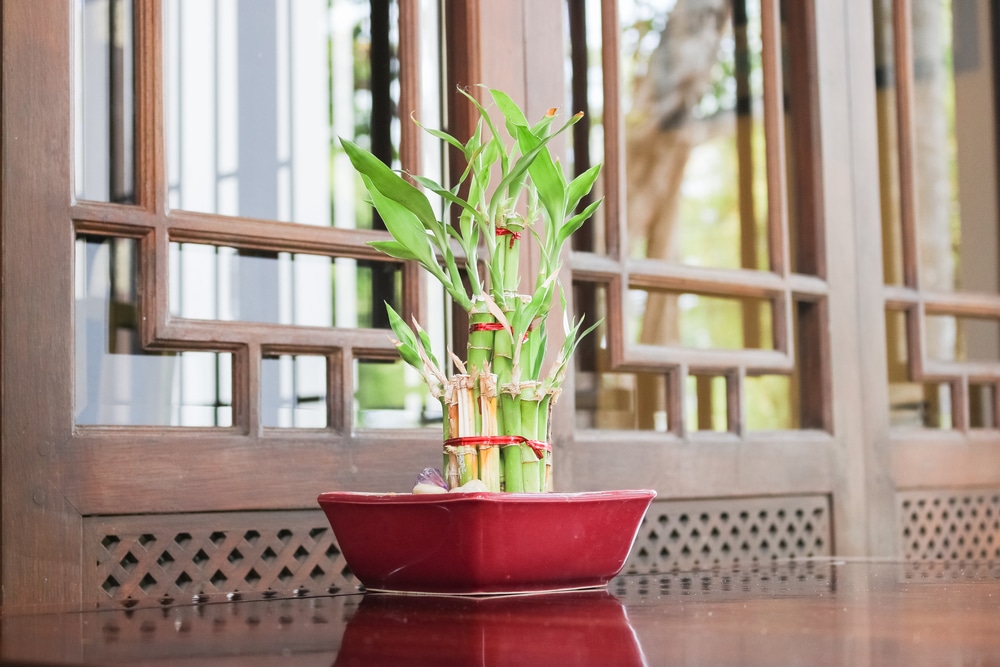 koliko bambusa treba imati u kući, gdje u kući staviti bambus, bambus feng shui, bambus u feng shuiju