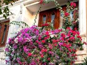 Najljepše balkonsko cvijeće za sunčanu stranu