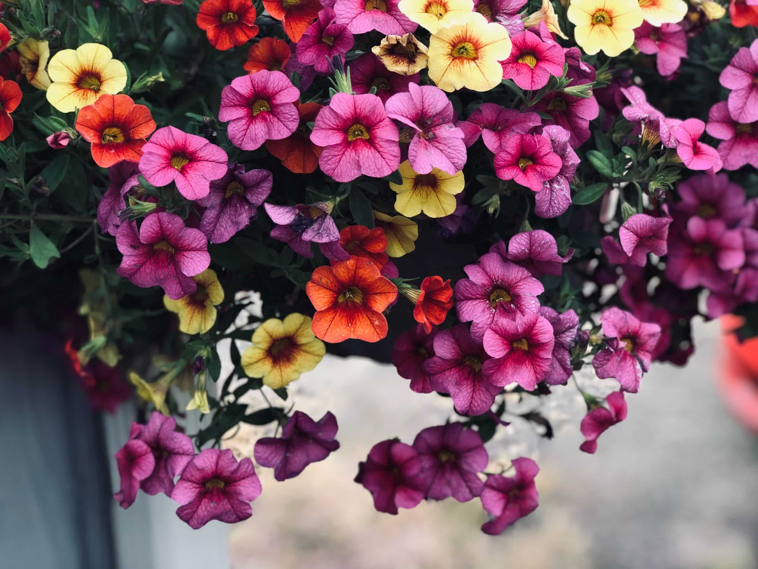cvijeće za balkon, balkonsko cvijeće, pelargonije