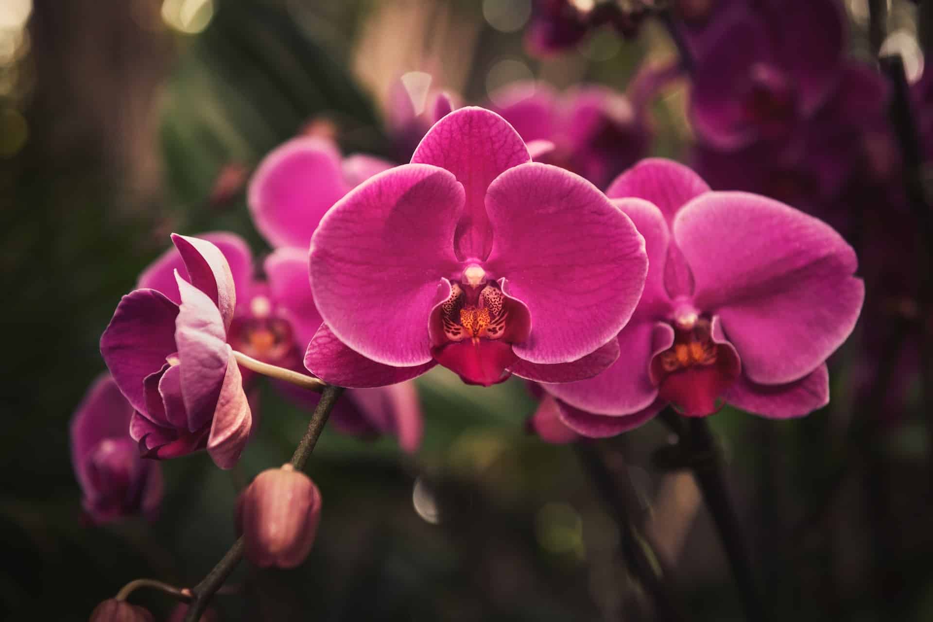 orhideja uzgoj