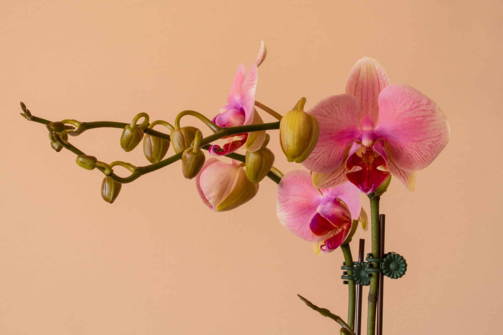 uzgoj orhideja