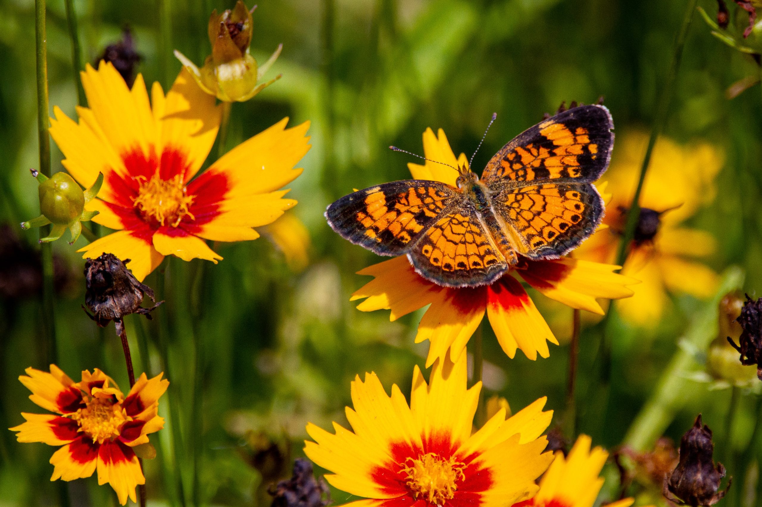 coreopsis, djevojačko oko, žuto cvijeće, najljepše žuto cvijeće, žuti cvijet, cvijeće za vrt, cvijeće za sunčanu stranu, cvijeće koje podnosi jako sunce