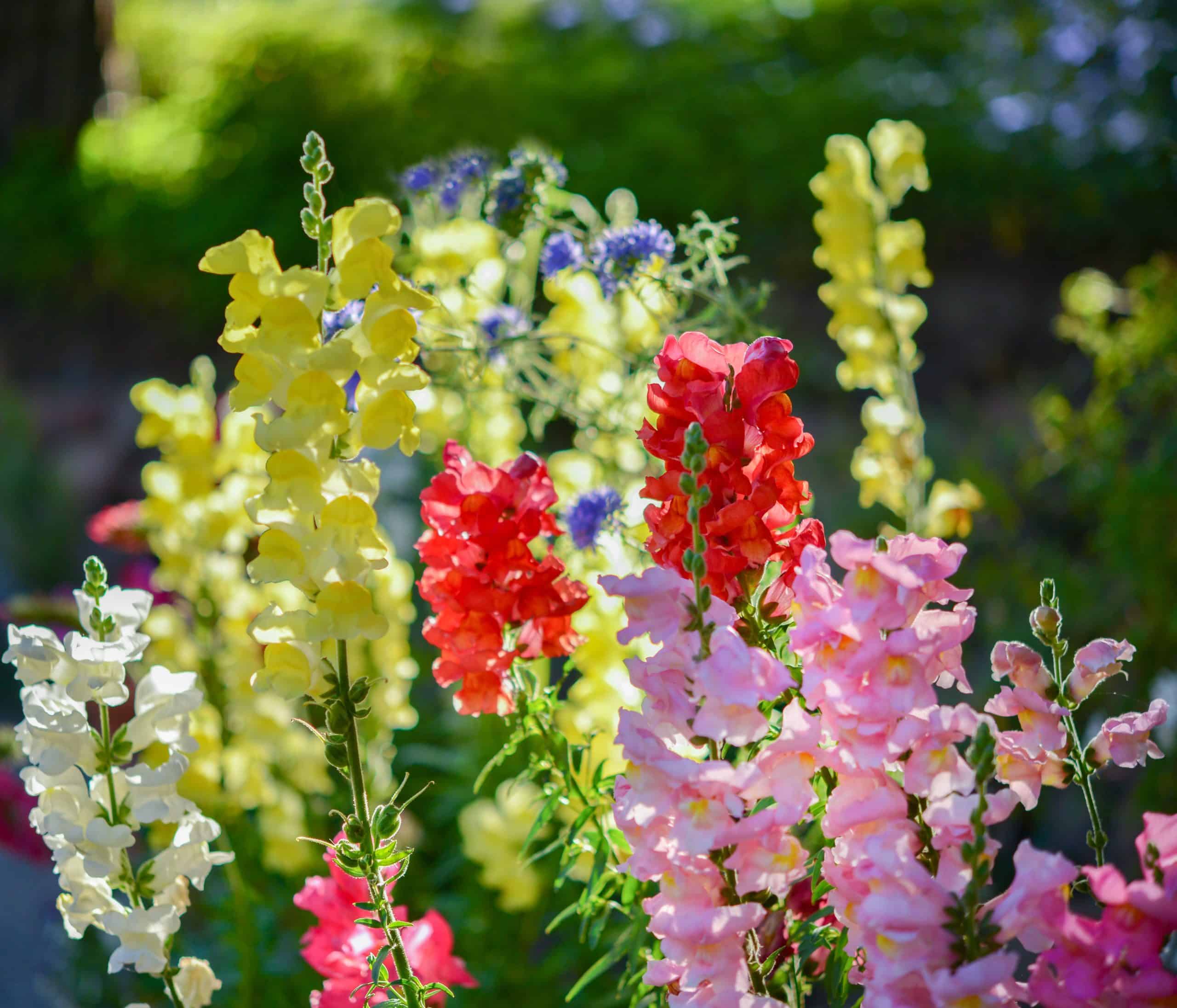 najljepše vrtno cvijeće, zijevalice, snapdragons, savjeti za uzgoj cvijeća, uzgoj cvijeća, cvijeće u vrtu