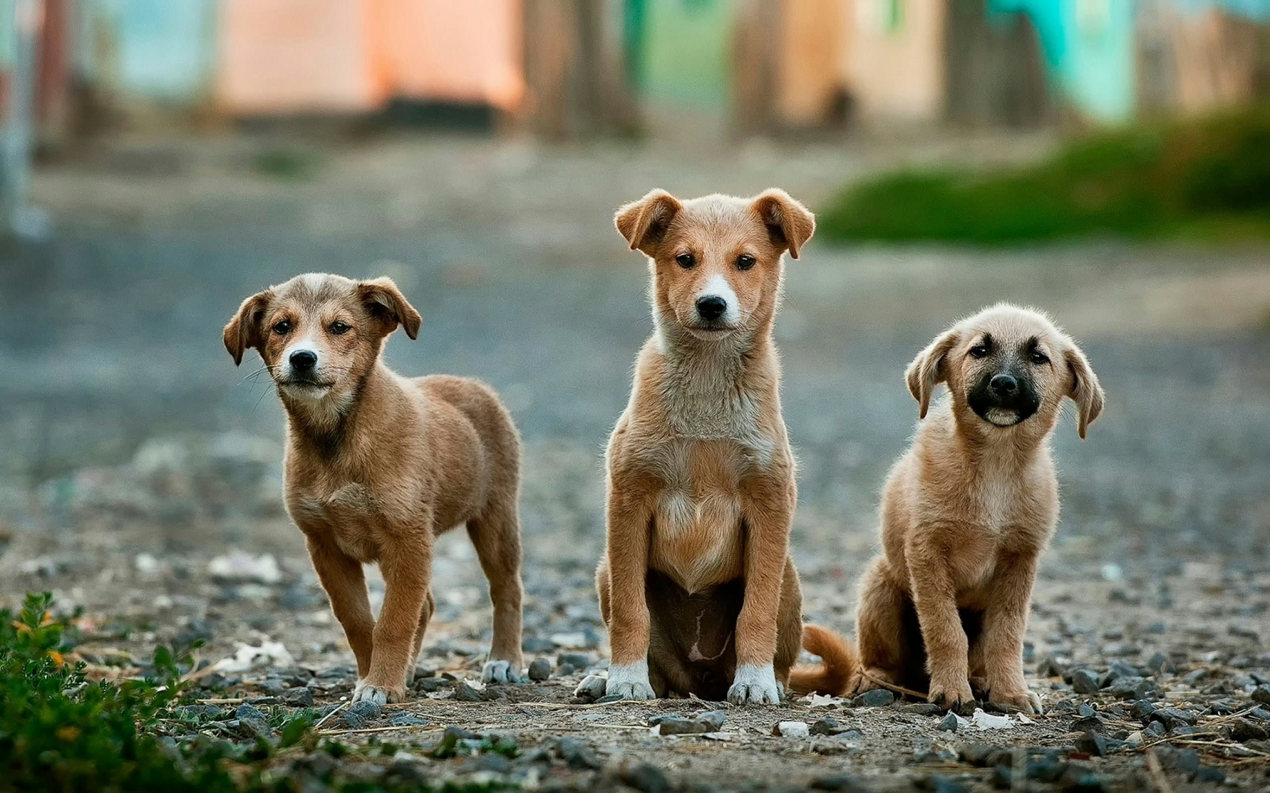 udomljavanje pasa je borba protiv puppy millova